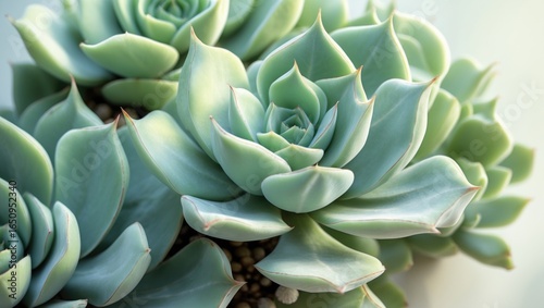 Close-up of succulent plants with fleshy leaves forming rosette shapes. Nature, plants, and flora. The beauty of succulents and their unique structure.