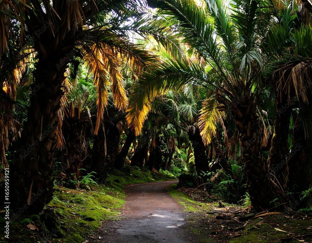 Obraz premium Palm forest path