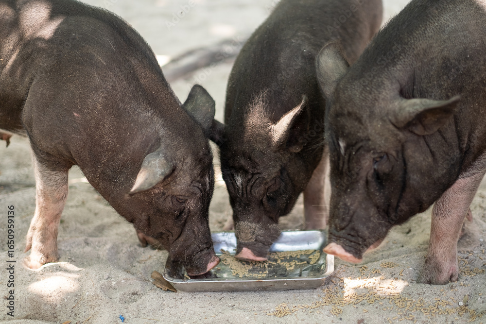 Fototapeta premium Three Pigs Feeding at a Tray in a Natural Setting