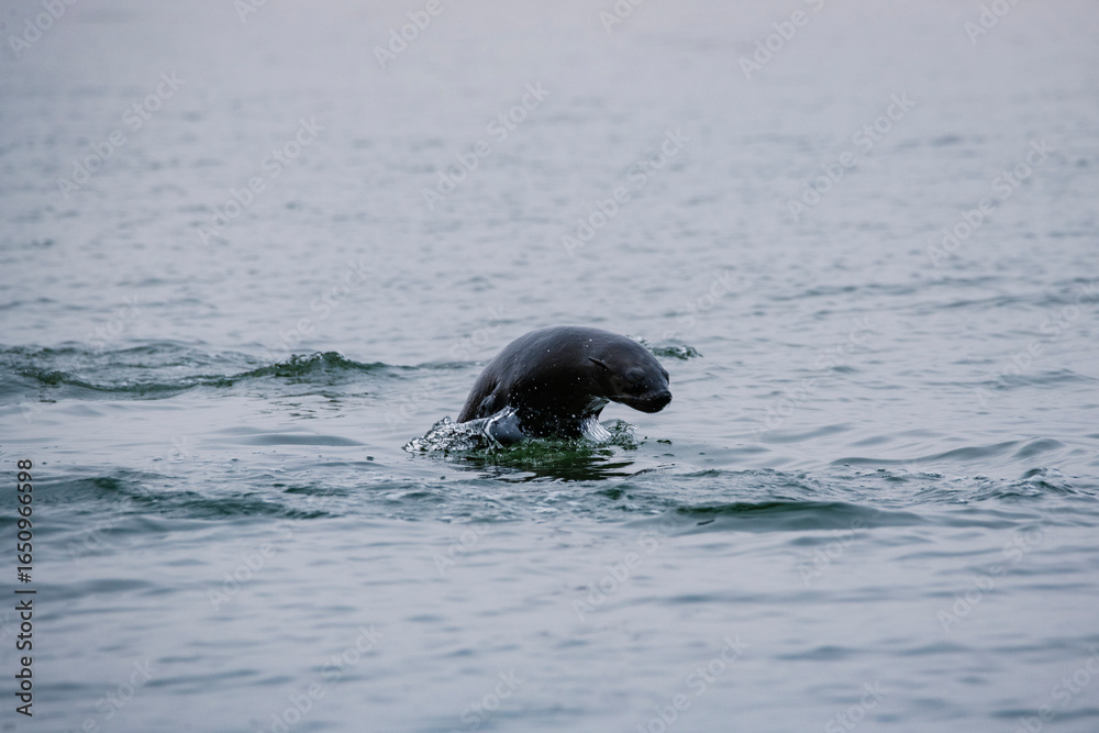 Fototapeta premium A sea lion jumping out of the water in Walvis bay