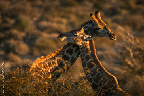 Photography Two giraffes hugging in the sunset light