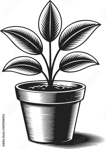 Potted plant, decorative planting vessel, botanical container, foliage display, indoor gardening accessory