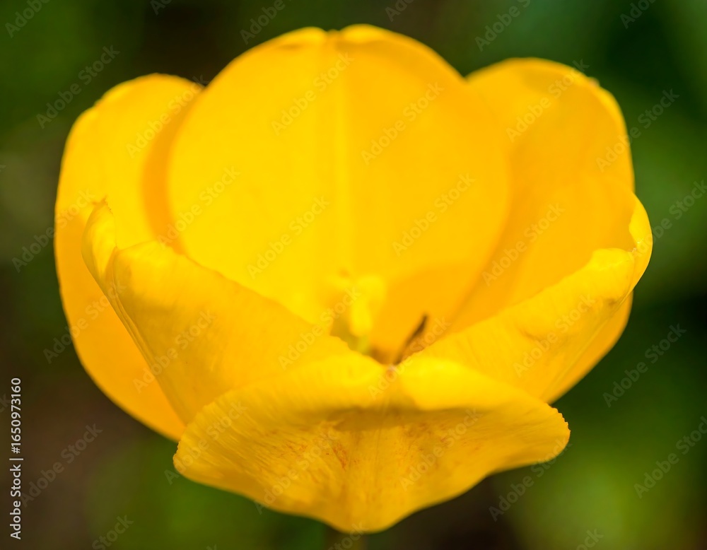 Fototapeta premium Close-up of a vibrant yellow tulip