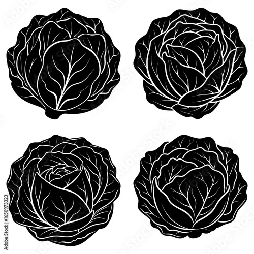 Four black and white cabbage heads with detailed leaf patterns arranged on a white background scene view