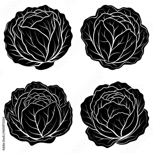 Four cabbage heads in black and white with detailed leaf patterns arranged on a white background design
