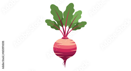 Healthy root vegetable for nutrition and delicious culinary applications