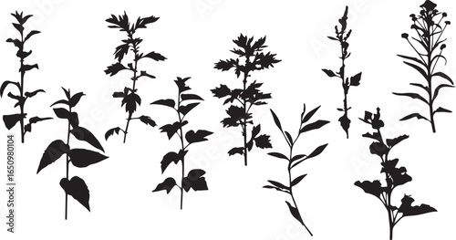 Botanical silhouette vector, plant foliage illustration, hand drawn leaf art, black plant sketch, nature inspired artwork, floral plant outline, decorative foliage vector, simple botanical design, nat