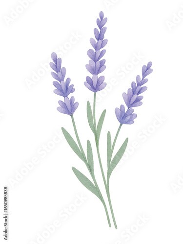 Lavender Flowers Watercolor PNG Transparent