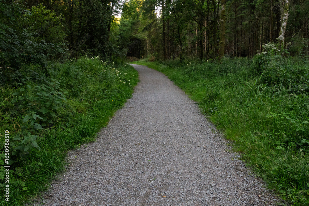 Fototapeta premium A path through a forest with a gravel road