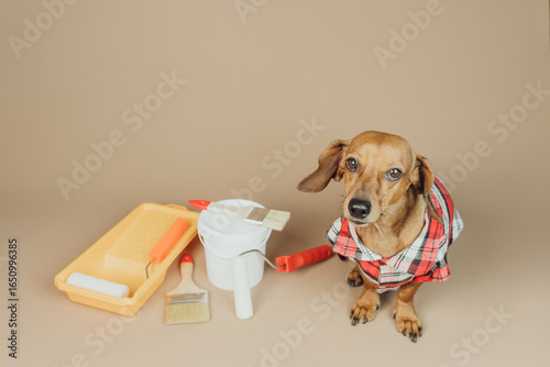 Tableau sur toile Dachshund looking shy next to painting supplies, concept reluctant pet helper in
