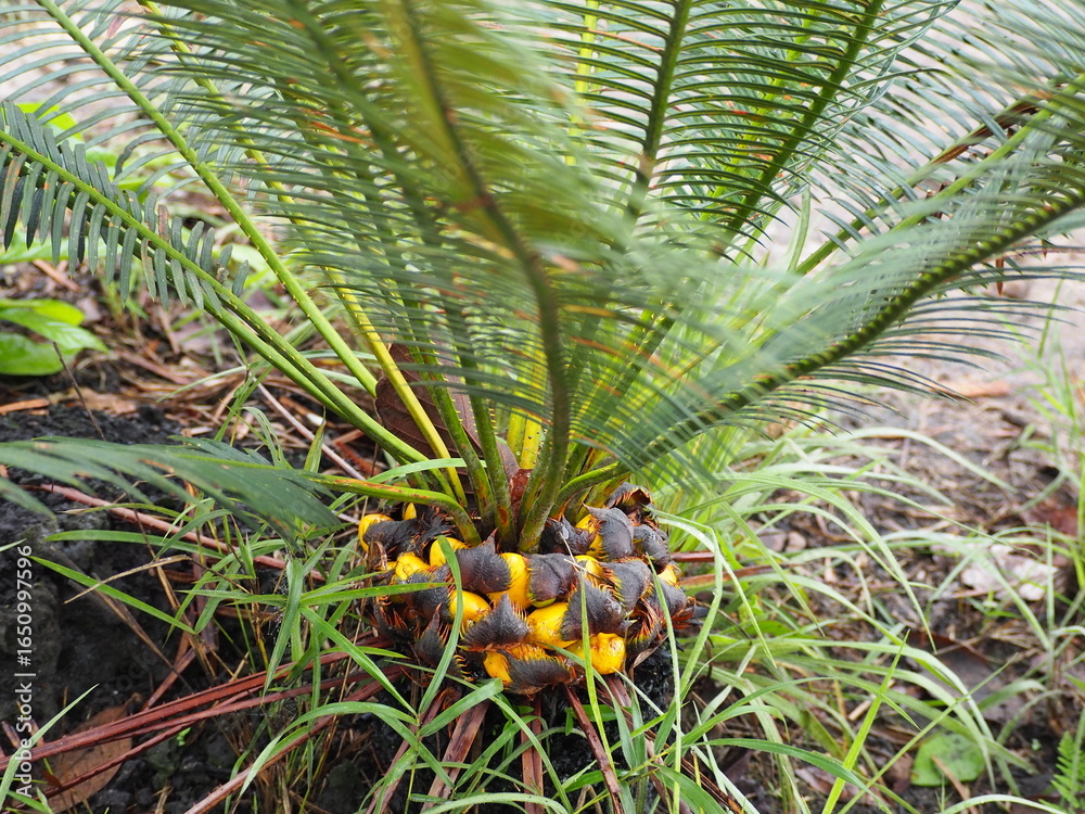 Obraz premium Cycas simplicipinna or Thai cycad is a gymnosperm in the cycad family. It reproduces dioecious. It non-flowering plant. It has round green fruits that turn bright yellow when ripe. Cycas simplicipinna