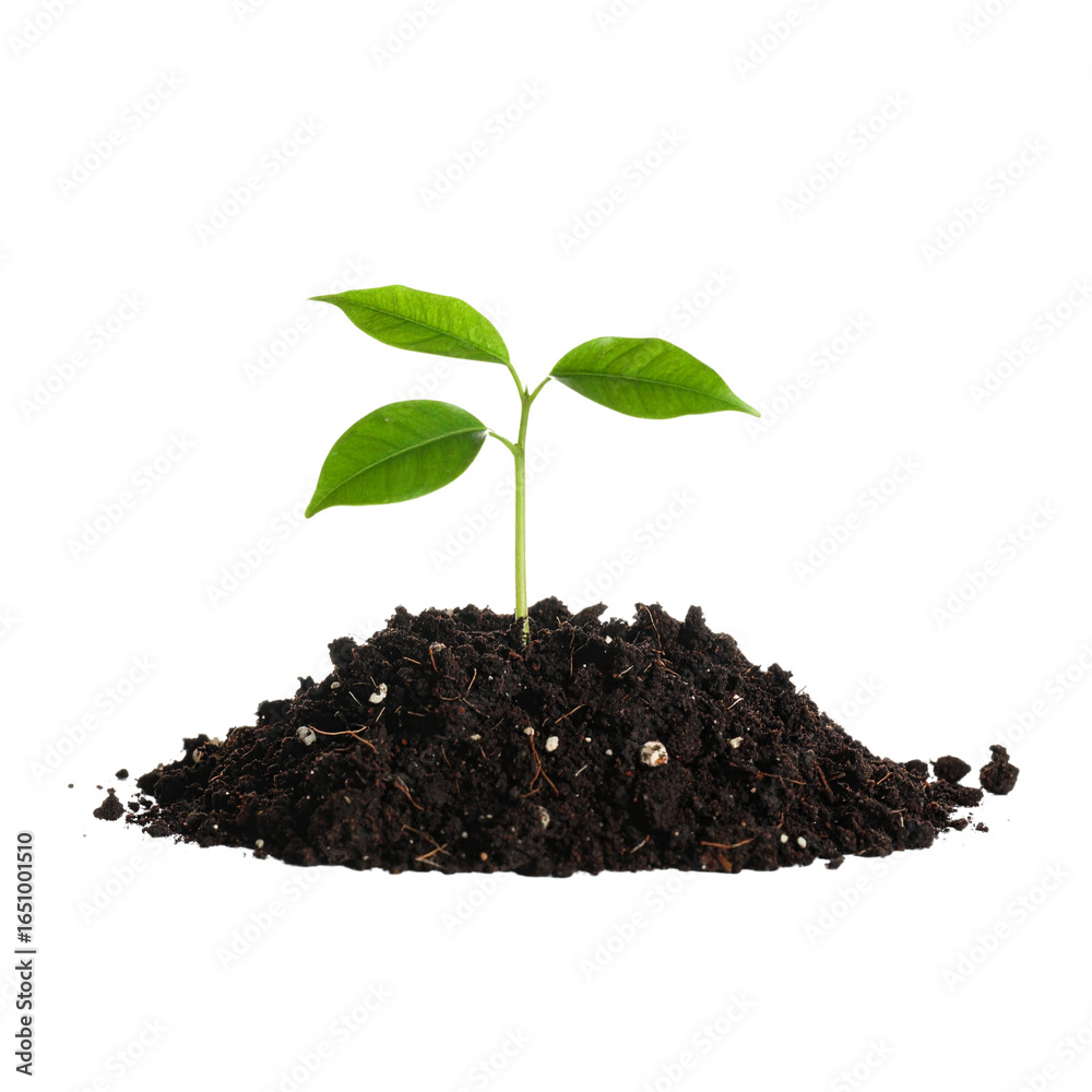 A young plant growing in soil, isolated on a white background A young plant growing in soil, isolated on a white background