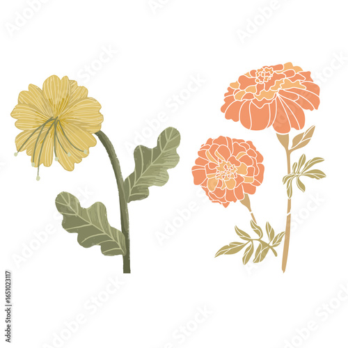 Floral Illustration Marigolds and Daisy