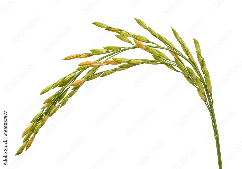 Naklejka premium Close-up of a green rice plant with mature grains against a black background