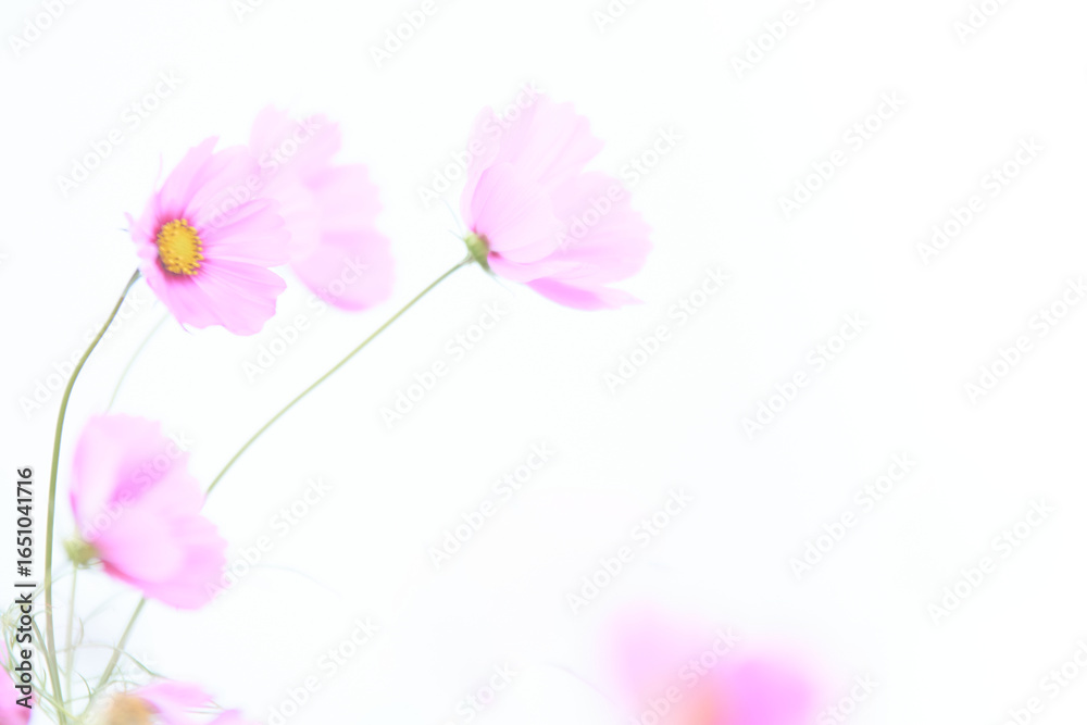 Fototapeta premium ハイキー調ソフトフォーカス白背景のピンク色のコスモスの花