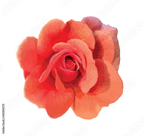 Vector orange rose isolated on white. Close-up of Rosa 'Fragrant Cloud' with vivid coral-orange petals, isolated on white background, perfect for botanical and floral design use.
