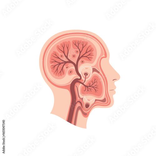 Understanding the complex network of blood vessels within the human brain