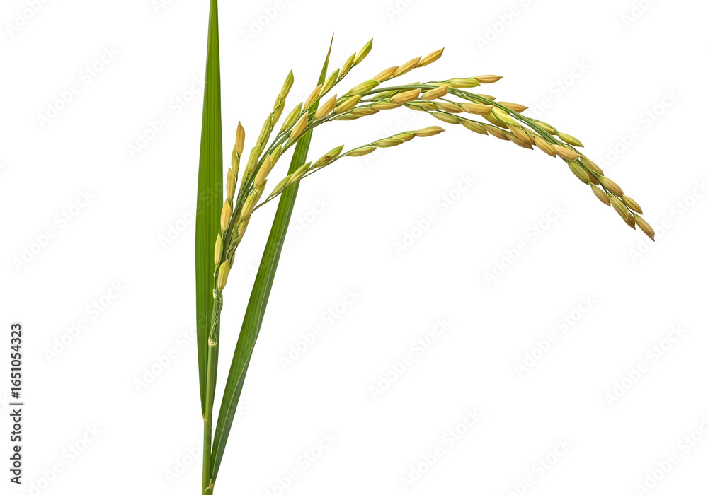 Obraz premium Close-up of ripening rice plant with grains on a black background for agricultural, cereal crop,