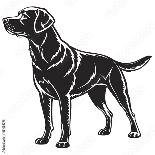 black labrador retriever