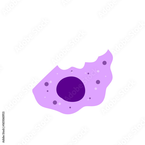 Macrophage Phagocytosing Illustration 