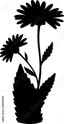 Black silhouette of two daisy flowers on white