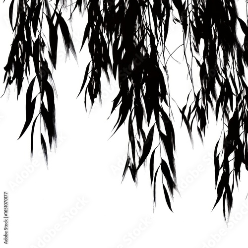 gobo texture shadows willow tree branches with drooping leaves contrast
