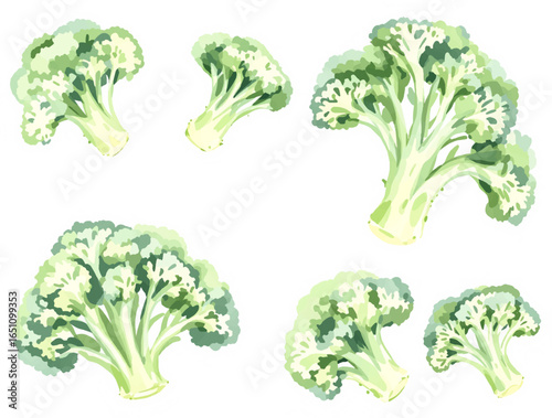 set of two different broccoli in watercolor style isolated on white or transparent png
