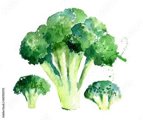 Watercolor painting of a broccoli head with two smaller florets, all rendered in shades of green and white.