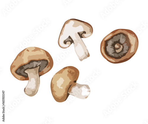 Watercolor illustration of four brown mushrooms, showcasing different angles and cuts, isolated on white.