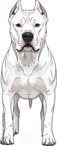 Dogo Argentino standing alert guard stance front view illustration