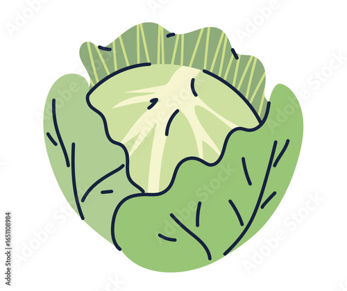 A vibrant, stylized illustration of a fresh, green cabbage head, isolated on white.