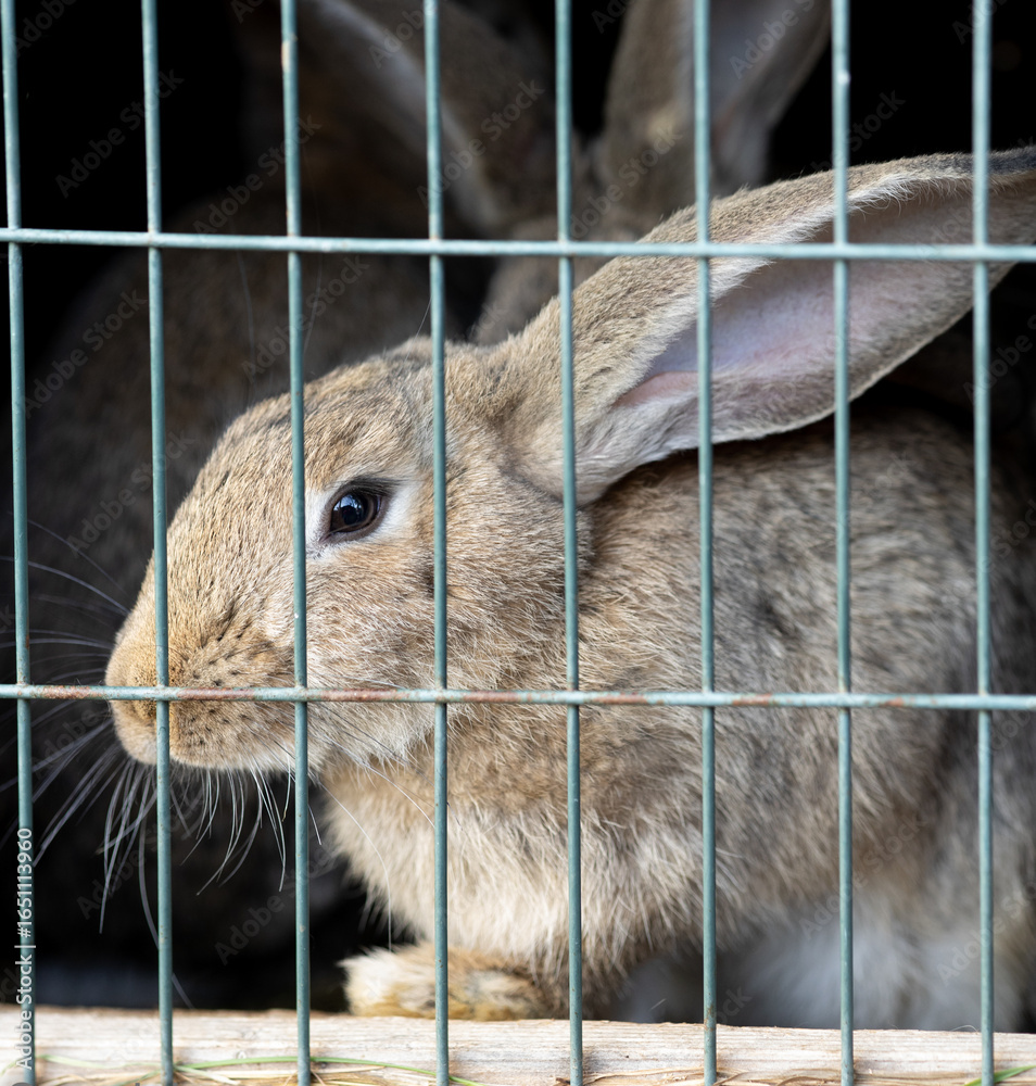 Fototapeta premium light gray brown rabbit in the cage