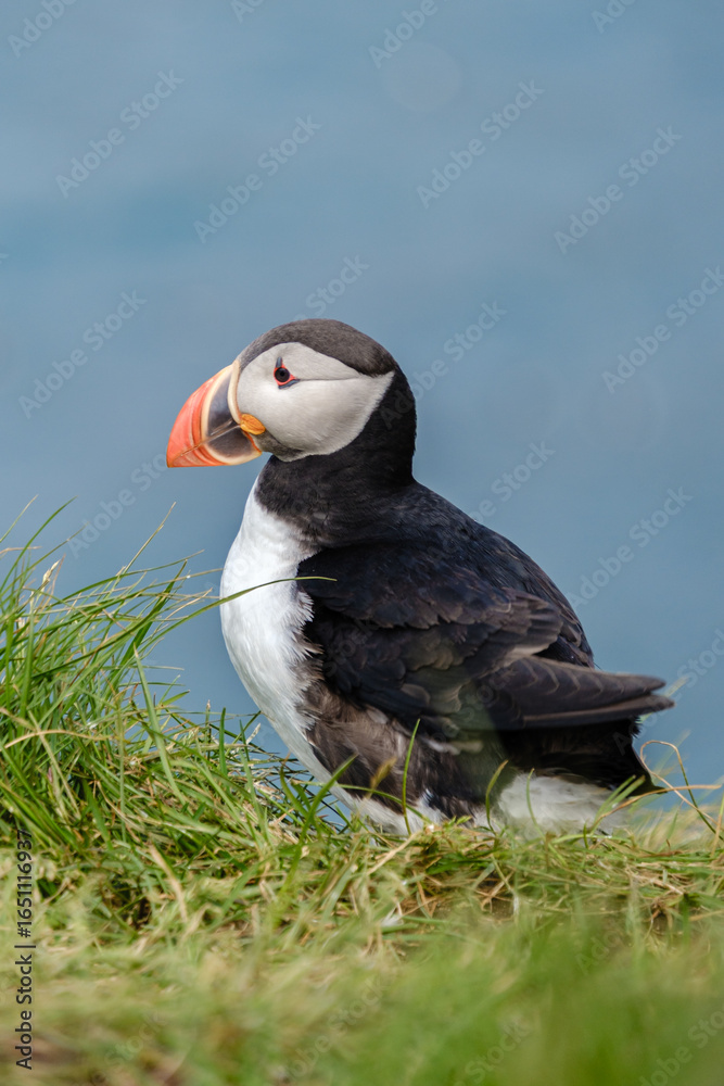 Fototapeta premium A charming puffin stands proudly on a grassy cliff, overlooking the calm waters of the ocean. This quintessential setting captures the beauty of Icelands wildlife and coastal landscape.