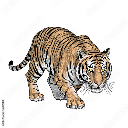 A detailed illustration of a tiger in a stalking pose, rendered in a sketch style with visible line work and coloring.
