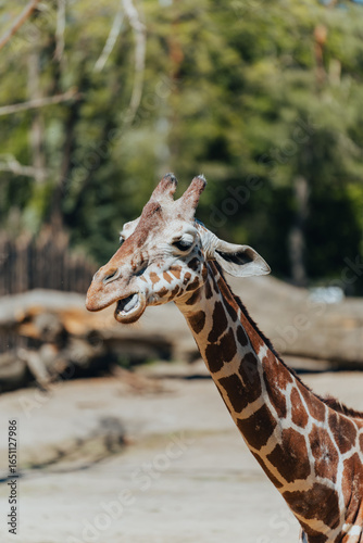 Canvas Print Giraffe in the Zoo
