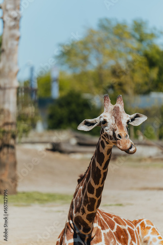 Canvas Print Giraffe in the Zoo