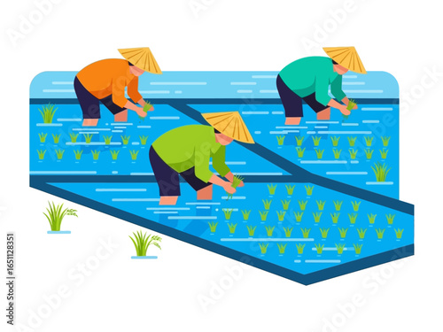 Cultivating the Harvest: A vibrant illustration showcases three farmers diligently working in a flooded rice paddy, engaged in the essential process of planting. 