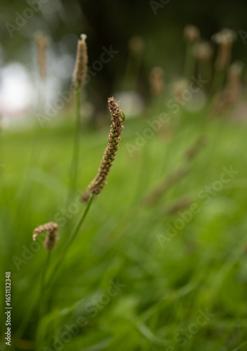 spikelet of grass on a blurred grass background