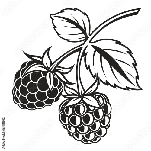 Stylized black and white vector illustration of two ripe raspberries hanging from a branch with green leaves on a white background