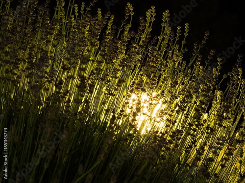 Backlit Lavender at Night