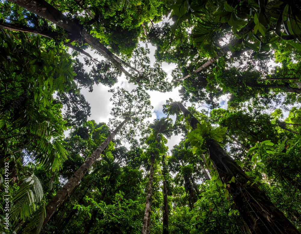 Fototapeta premium Serene low angle perspective looking up at majestic green forest canopy. Tall tree with vibrant leaf against cloudy sky create tranquil scene