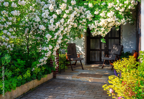 Rambler rose bush at a house front door