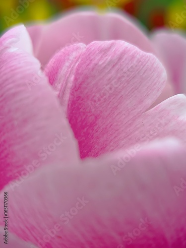 Wallpaper Mural Close-up of Delicate Pink Tulip Petals Torontodigital.ca