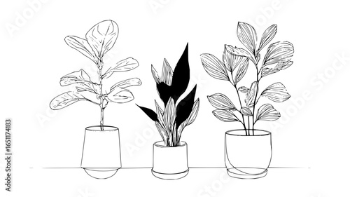 Black and white line art drawing of potted houseplants for home decor and botanical illustration design
