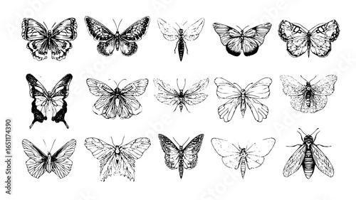 Collection of vintage butterfly illustrations and moth drawings for nature lovers and insect enthusiasts art print