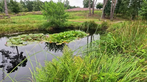 The Büsenbachtal in the Lüneburg Heath