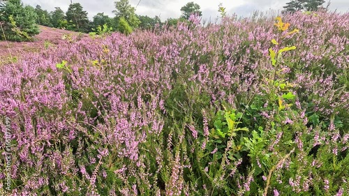 The Büsenbachtal in the Lüneburg Heath