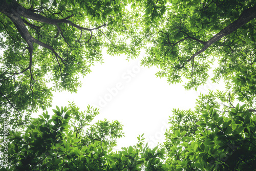 Looking up through tree canopy with sky view, upward perspective isolated on transparent background