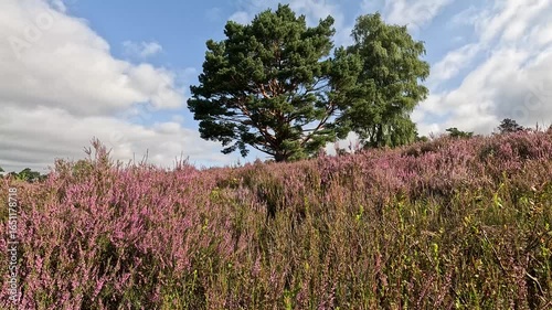The Büsenbachtal in the Lüneburg Heath