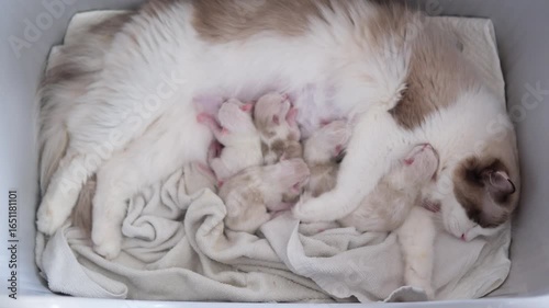 Mother Ragdoll cat feeding her Five Newborn kittens.